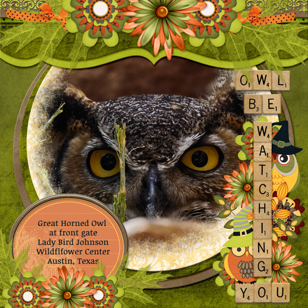 Owl be watching you ...