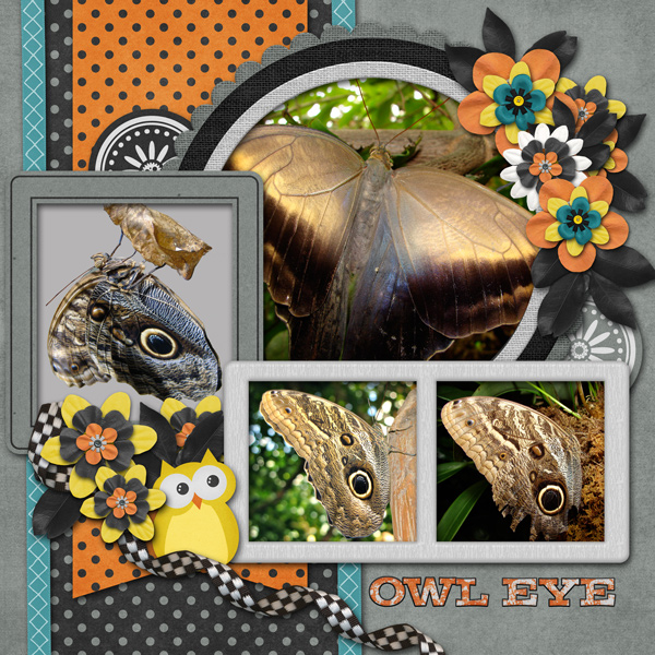 Owl Eye Butterfly