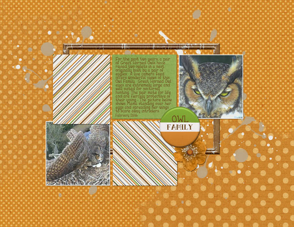 Owl Family