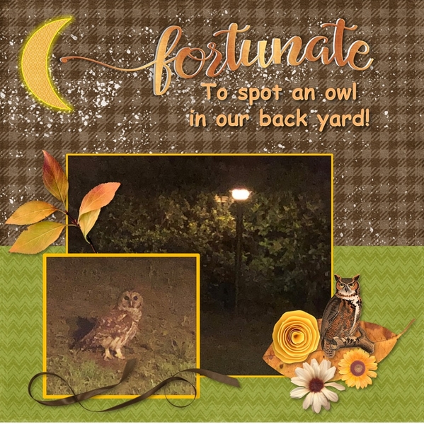 Owl in Our Back Yard