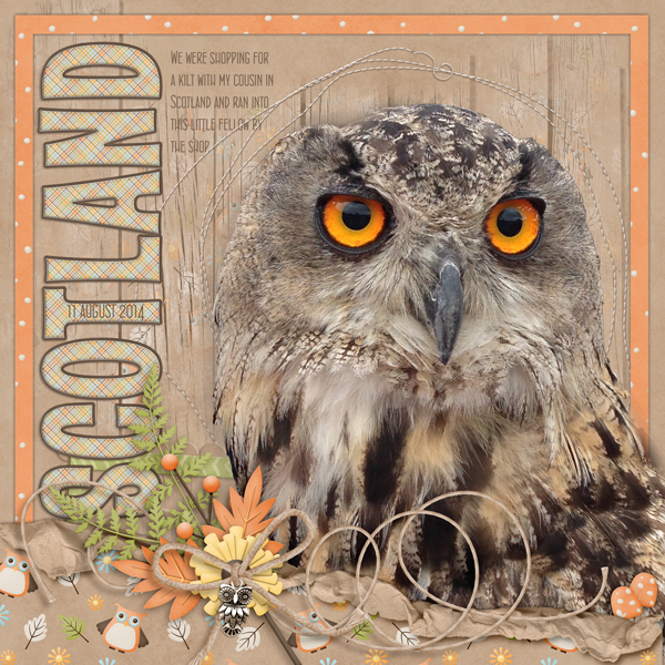 Owl in Scotland