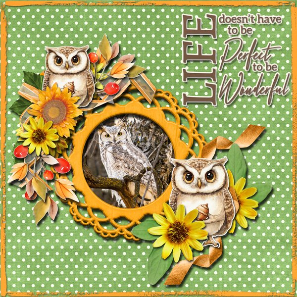Owl Life