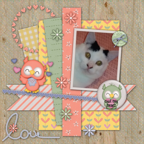 Owl My Heart