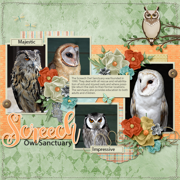Owl sanctuary