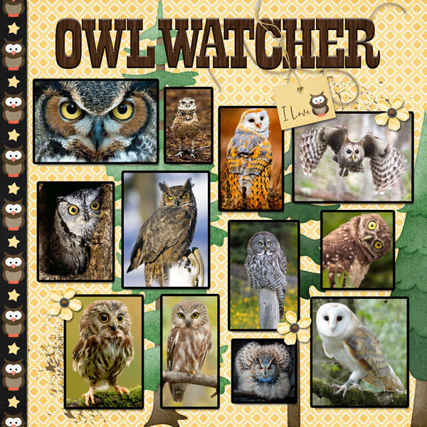 Owl Watcher