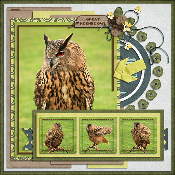 Owl