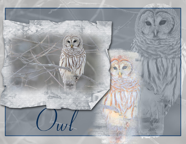 Owl