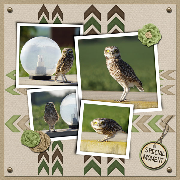 Owl