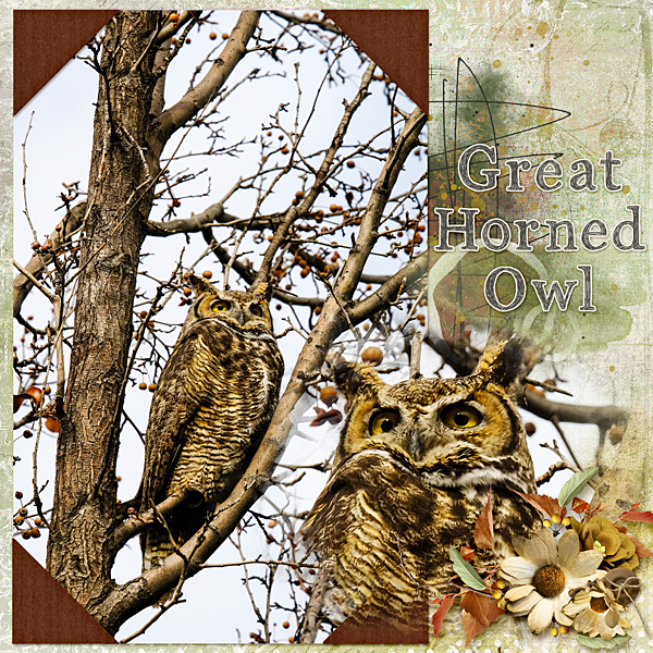 Owl