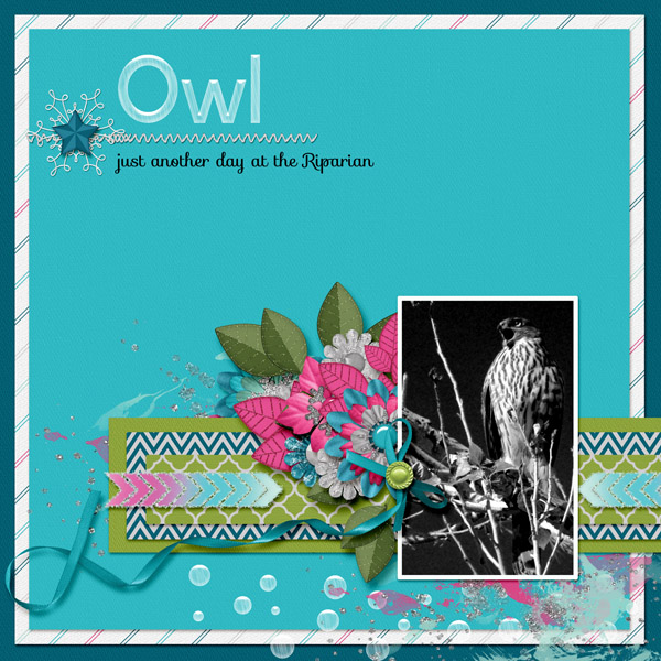 owl4