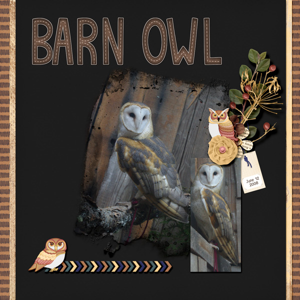 Owl_barn_owl_small