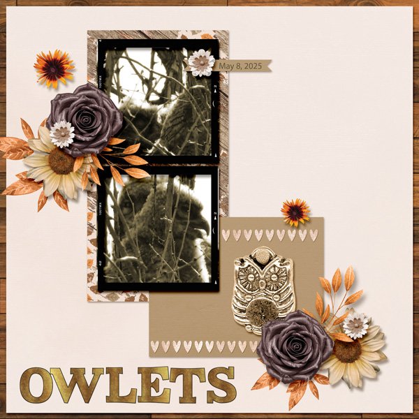 Owlets 1 small.jpg