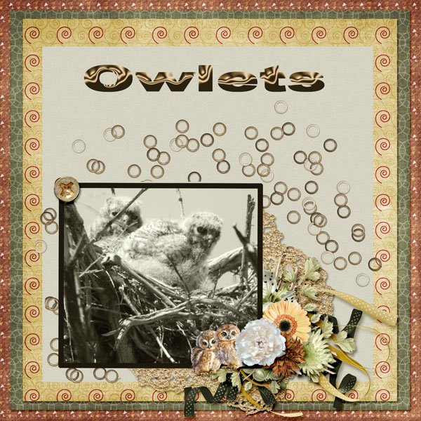 owlets small.jpg