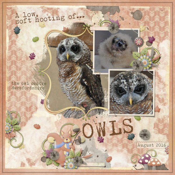 Owls