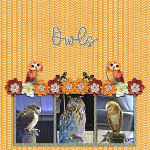 owls
