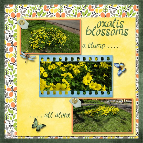 Oxalis Blossoms