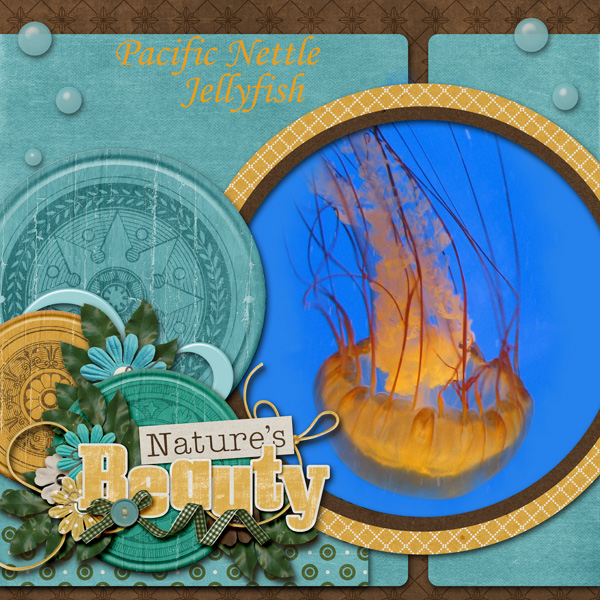 Pacific Nettle Jellyfish