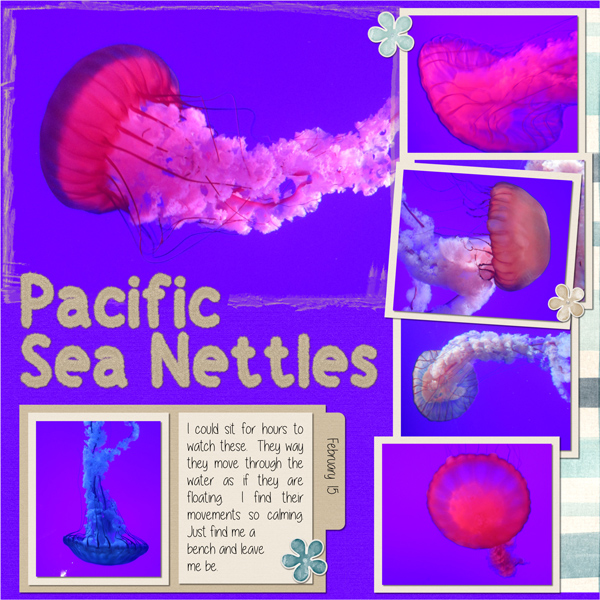Pacific Sea Nettles