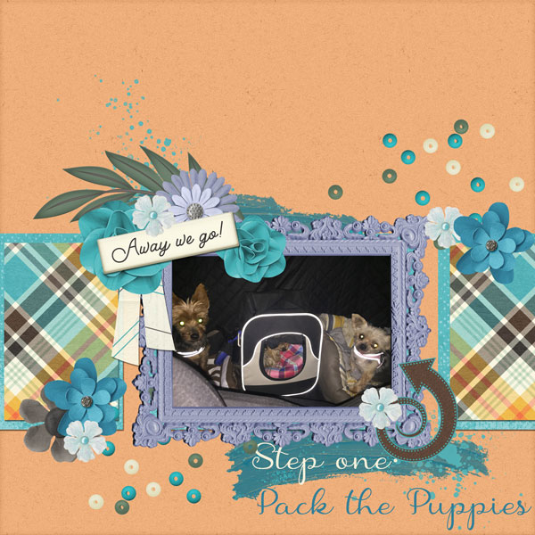 Pack the Puppies | Colour Challenge