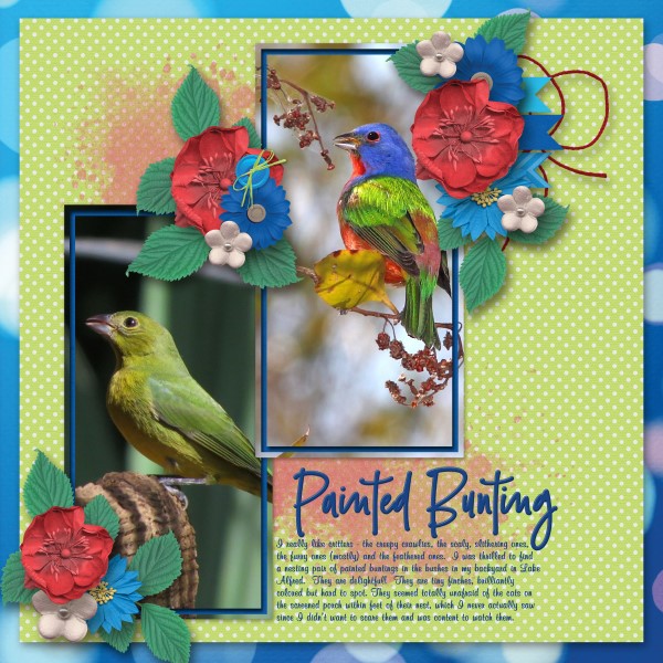 Painted Bunting