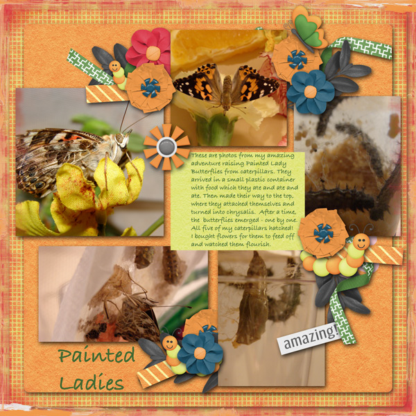 Painted Ladies