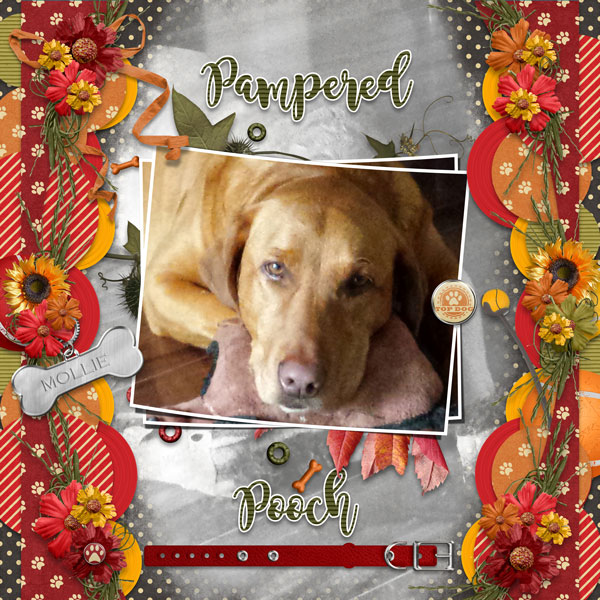 Pampered Pooch
