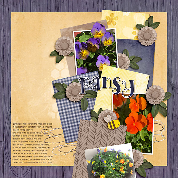 pansy