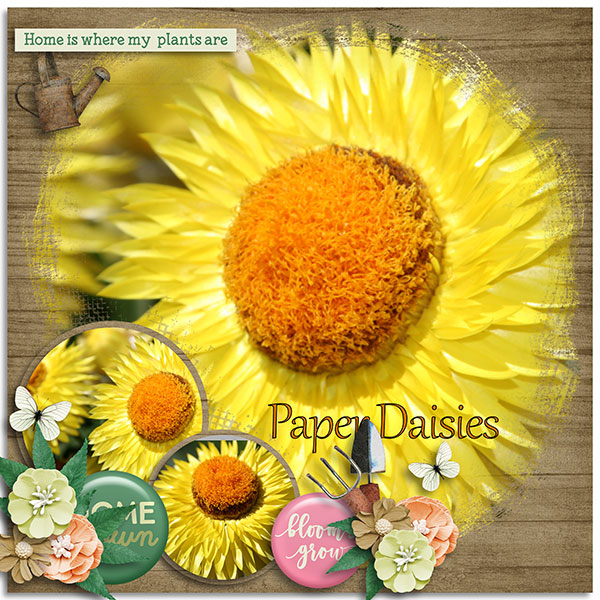 Paper Daisies