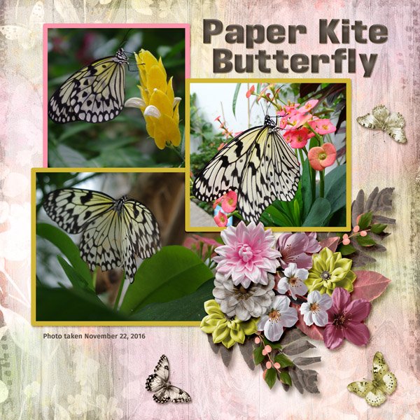 Paper Kite Butterfly small.jpg