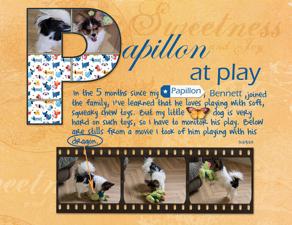 Papillon at Play