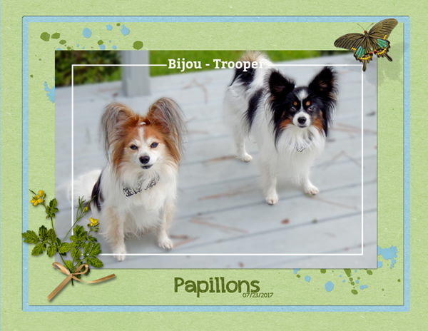 Papillons
