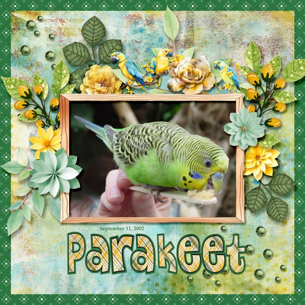 Parakeet small.jpg