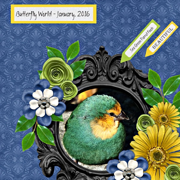 Parrot Finch