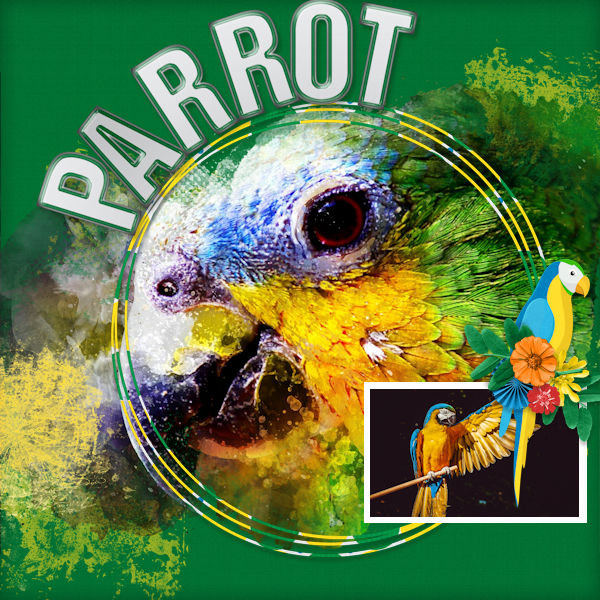 Parrot