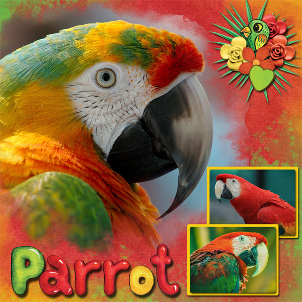 Parrots