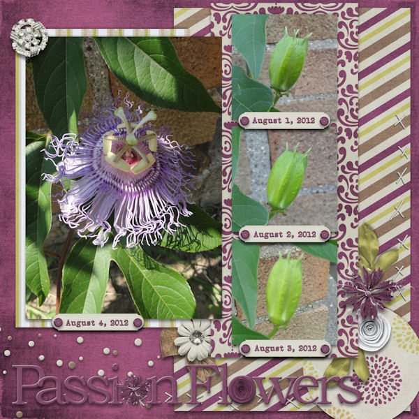 Passion Flowers