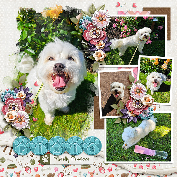 Pawfect Pixie