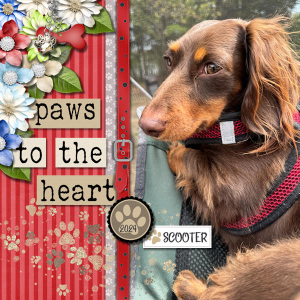 Paws To The Heart