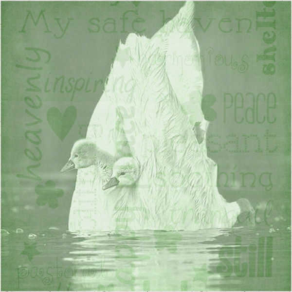 Peaceful Swans