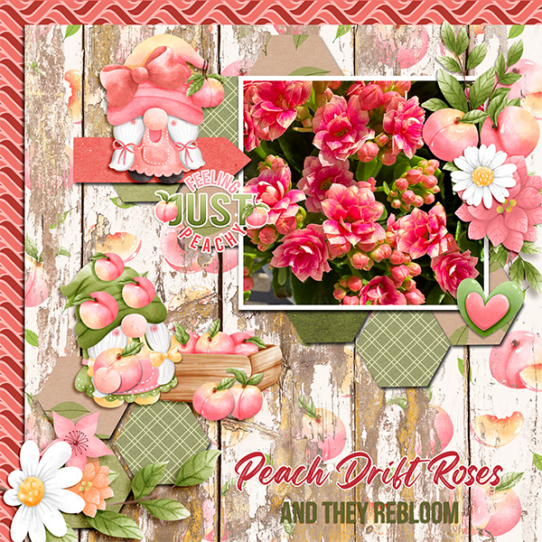 Peach Drift Roses