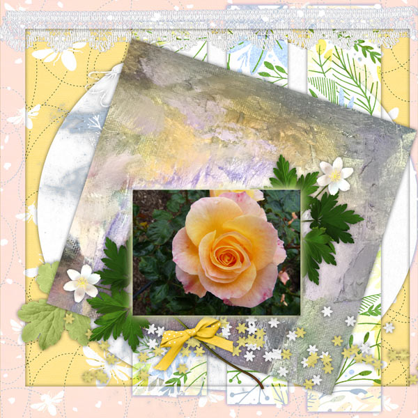 Peach Rose Morning