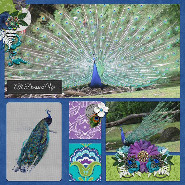 peacock beauty