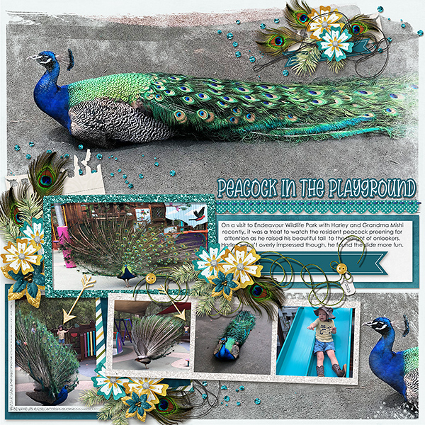 Peacock in the Playground