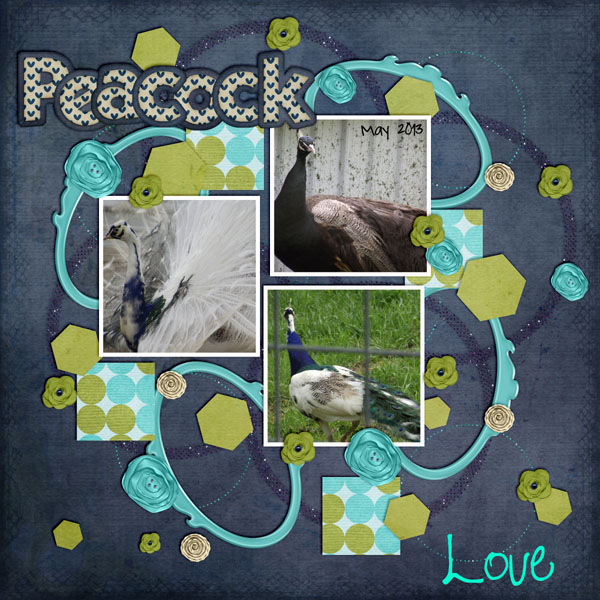 PEACOCK LOVE