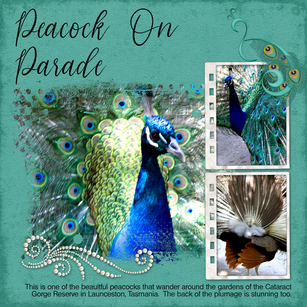 Peacock on Parade