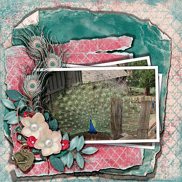 Peacock trip