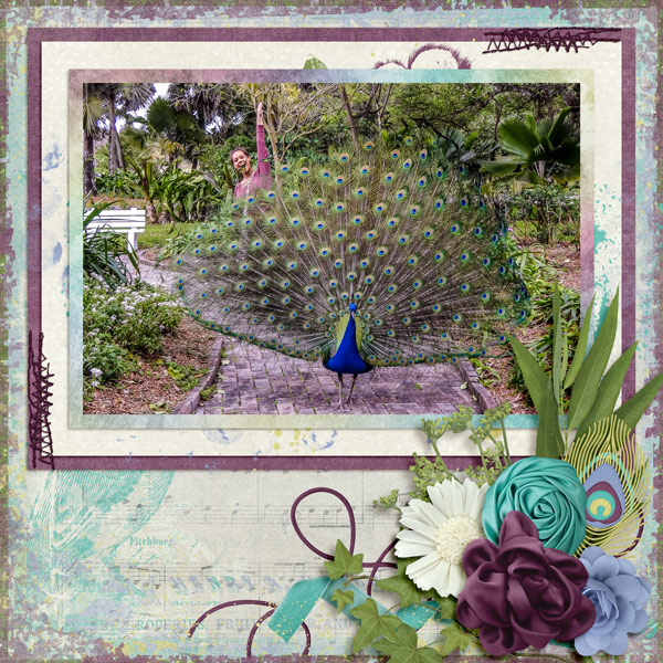 Peacock