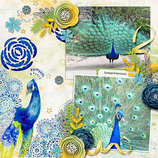 Peacock