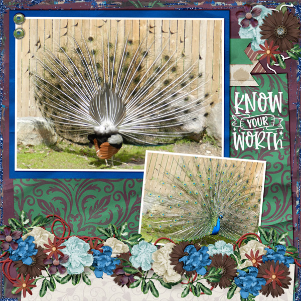 Peacock