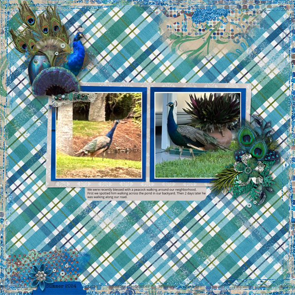 Peacock